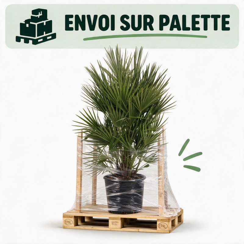Palmier nain - Chamaerops humilis 140cm Pot 70L