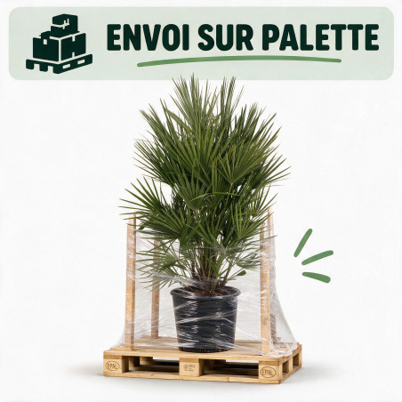 Palmier nain - Chamaerops humilis 140cm Pot 70L