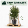 Palmier nain - Chamaerops humilis 140cm Pot 70L