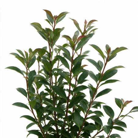 Photinia Carré Rouge - Photinia fraseri Carré Rouge 60cm Pot 5L