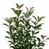Photinia Carré Rouge - Photinia fraseri Carré Rouge 60cm Pot 5L