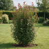 Photinia Carré Rouge - Photinia fraseri Carré Rouge 60cm Pot 5L
