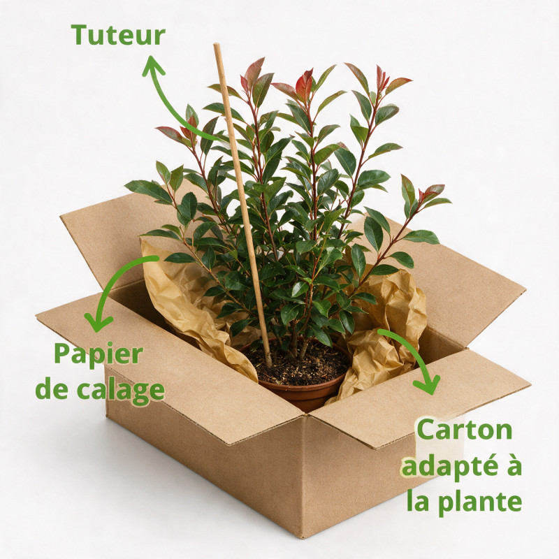 Photinia Carré Rouge - Photinia fraseri Carré Rouge 60cm Pot 5L