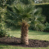Palmier de Wagner - Trachycarpus wagnerianus 90cm Pot 55L