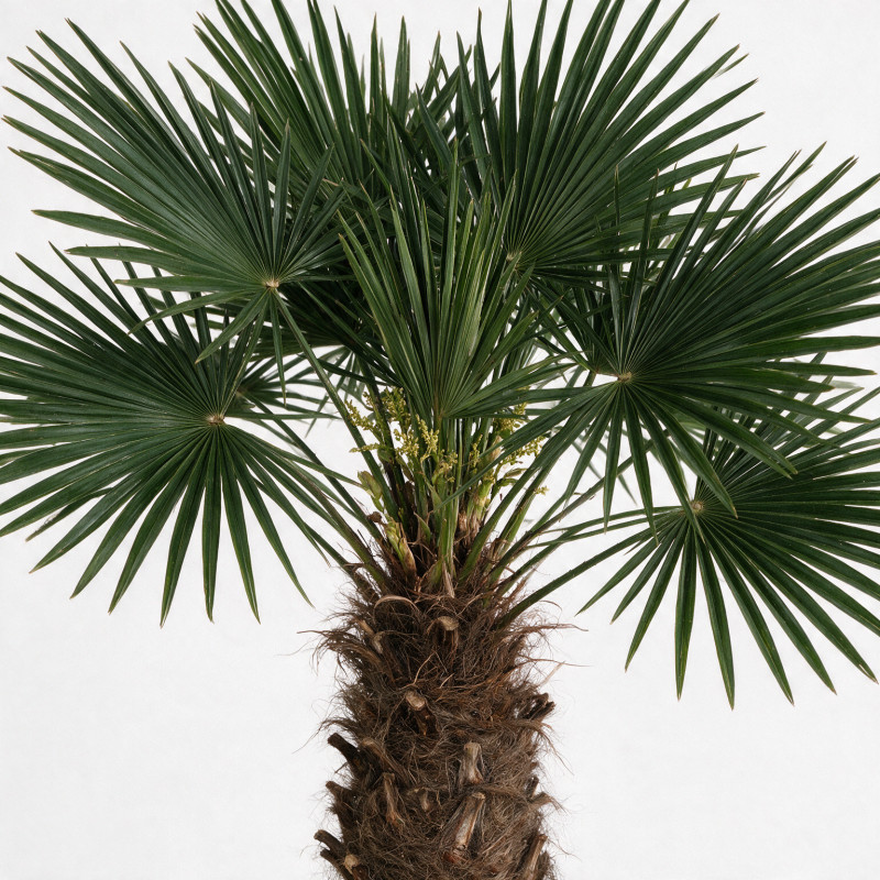 Palmier de Wagner - Trachycarpus wagnerianus 90cm Pot 55L