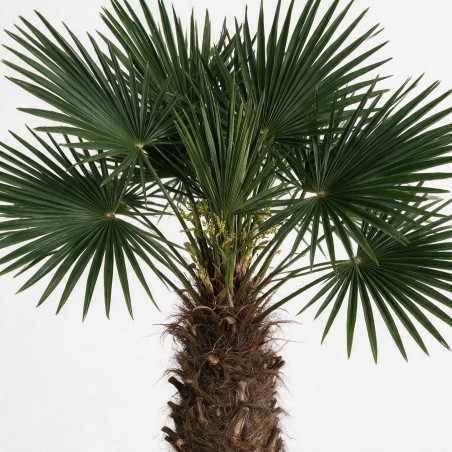 Palmier de Wagner - Trachycarpus wagnerianus 90cm Pot 55L