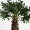 Palmier de Wagner - Trachycarpus wagnerianus 90cm Pot 55L