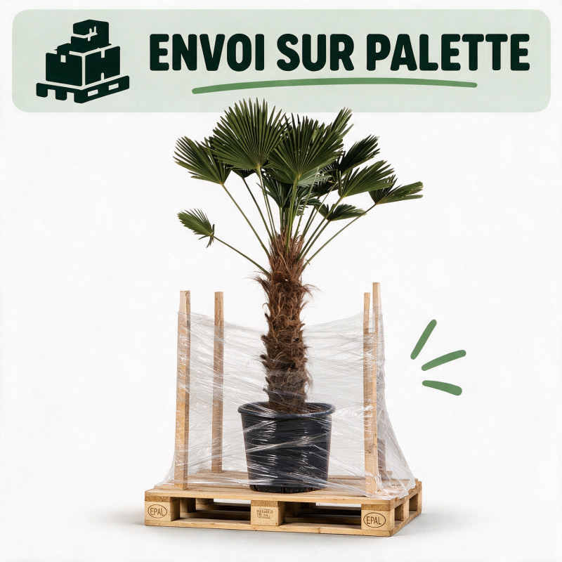 Palmier de Wagner - Trachycarpus wagnerianus 90cm Pot 55L