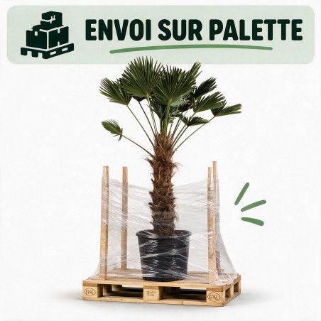Palmier de Wagner - Trachycarpus wagnerianus 90cm Pot 55L