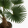 Palmier de Wagner - Trachycarpus wagnerianus 140/160cm Pot 15L