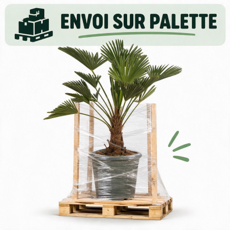 Palmier de Wagner - Trachycarpus wagnerianus 140/160cm Pot 15L