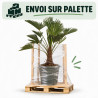 Palmier de Wagner - Trachycarpus wagnerianus 140/160cm Pot 15L