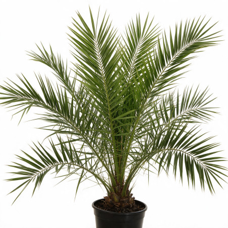 Palmier des Canaries - Phoenix canariensis 140/160cm Pot 15L