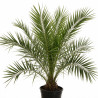 Palmier des Canaries - Phoenix canariensis 140/160cm Pot 15L