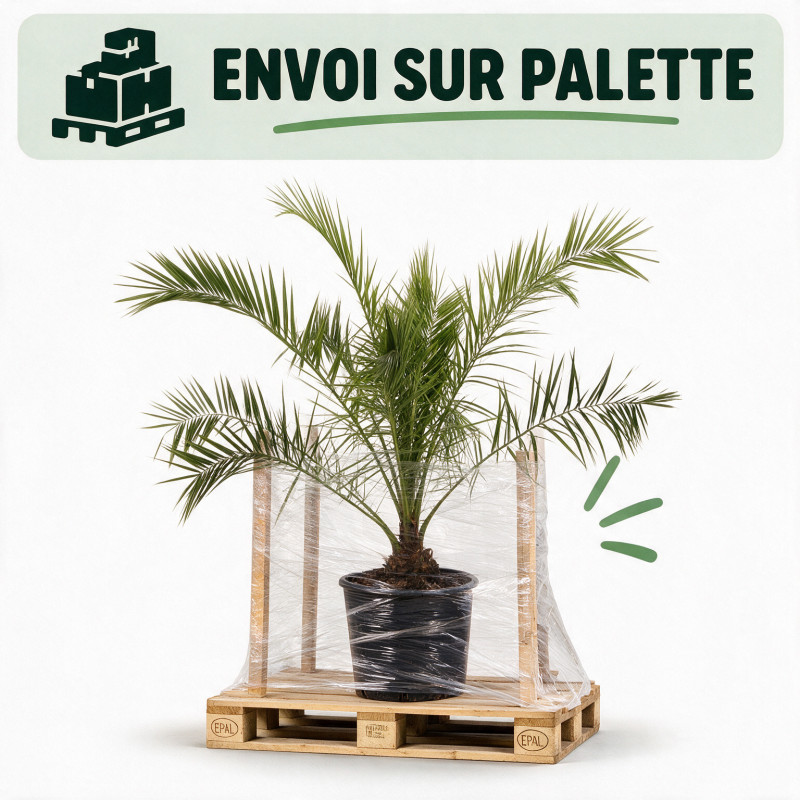 Palmier des Canaries - Phoenix canariensis 140/160cm Pot 15L