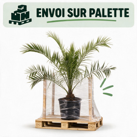 Palmier des Canaries - Phoenix canariensis 140/160cm Pot 15L