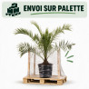 Palmier des Canaries - Phoenix canariensis 140/160cm Pot 15L