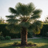 Palmier de Wagner - Trachycarpus wagnerianus 80cm Pot 55L