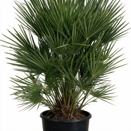 Palmier de Wagner - Trachycarpus wagnerianus 80cm Pot 55L