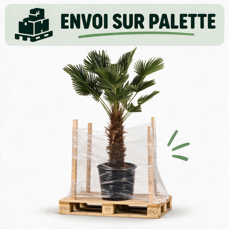 Palmier de Wagner - Trachycarpus wagnerianus 80cm Pot 55L
