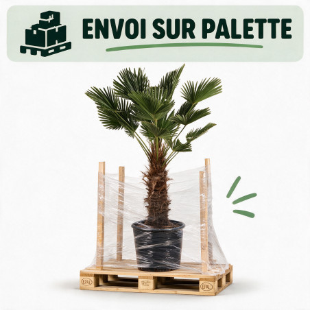 Palmier de Wagner - Trachycarpus wagnerianus 80cm Pot 55L