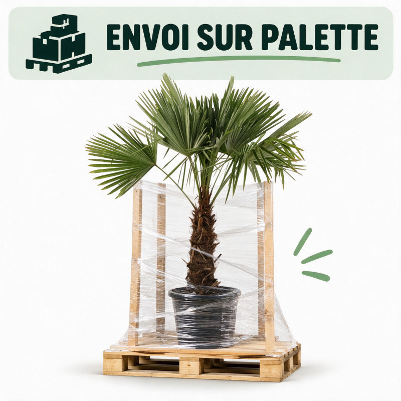Palmier chanvre - Trachycarpus fortunei 130/150cm Pot 20L