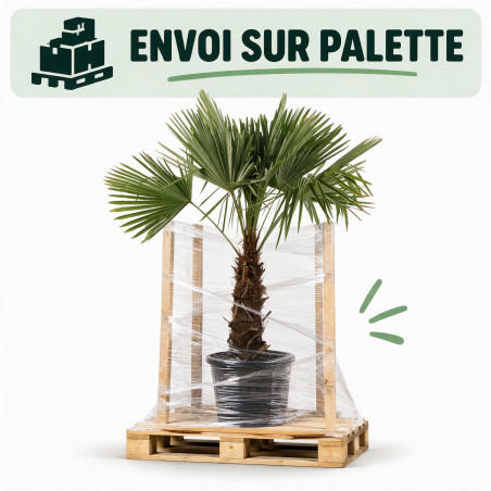 Palmier chanvre - Trachycarpus fortunei 130/150cm Pot 20L