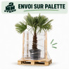 Palmier chanvre - Trachycarpus fortunei 130/150cm Pot 20L