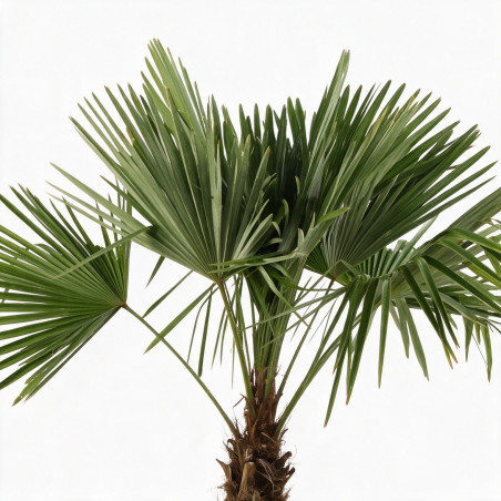 Palmier chanvre - Trachycarpus fortunei 130/150cm Pot 20L