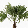 Palmier chanvre - Trachycarpus fortunei 130/150cm Pot 20L