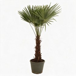 Palmier chanvre - Trachycarpus fortunei 140/160cm Pot 35L
