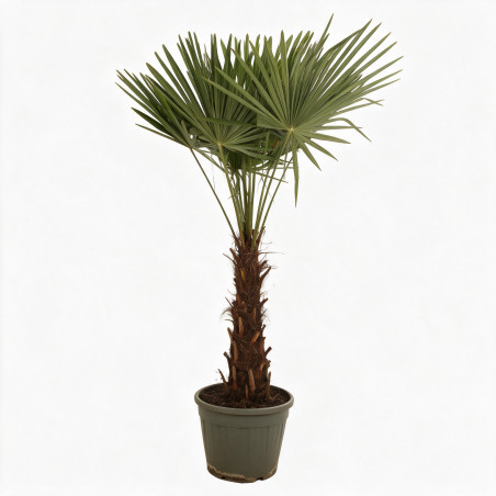 Palmier chanvre - Trachycarpus fortunei 140/160cm Pot 35L