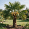 Palmier chanvre - Trachycarpus fortunei 140/160cm Pot 35L
