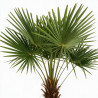 Palmier chanvre - Trachycarpus fortunei 140/160cm Pot 35L