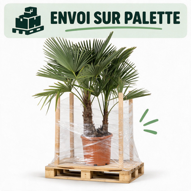 Palmier chanvre - Trachycarpus fortunei 2 troncs 120/140cm Pot 25L