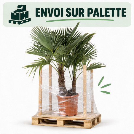 Palmier chanvre - Trachycarpus fortunei 2 troncs 120/140cm Pot 25L