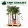 Palmier chanvre - Trachycarpus fortunei 2 troncs 120/140cm Pot 25L