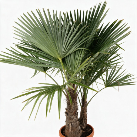 Palmier chanvre - Trachycarpus fortunei 2 troncs 120/140cm Pot 25L
