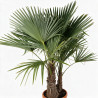 Palmier chanvre - Trachycarpus fortunei 2 troncs 120/140cm Pot 25L