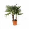 Palmier chanvre - Trachycarpus fortunei 2 troncs 120/140cm Pot 25L