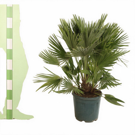 Palmier nain Siciliana - Chamaerops humilis Siciliana 110cm Pot 12L