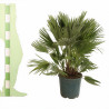 Palmier nain Siciliana - Chamaerops humilis Siciliana 110cm Pot 12L