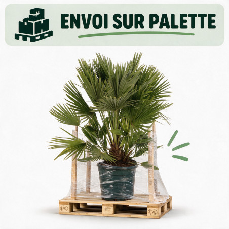 Palmier nain Siciliana - Chamaerops humilis Siciliana 110cm Pot 12L
