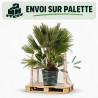 Palmier nain Siciliana - Chamaerops humilis Siciliana 110cm Pot 12L