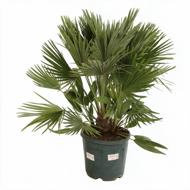 Palmier nain Siciliana - Chamaerops humilis Siciliana 110cm Pot 12L