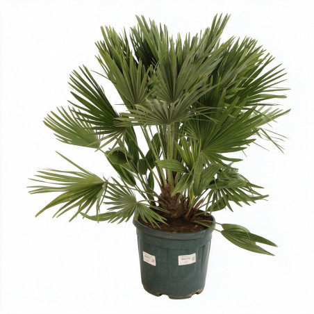 Palmier nain Siciliana - Chamaerops humilis Siciliana 110cm Pot 12L