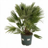 Palmier nain Siciliana - Chamaerops humilis Siciliana 110cm Pot 12L
