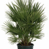 Palmier nain Siciliana - Chamaerops humilis Siciliana 110cm Pot 12L