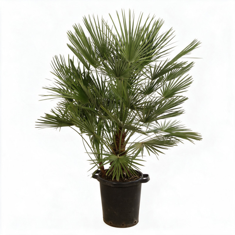 Palmier nain - Chamaerops humilis 120cm Pot 25L