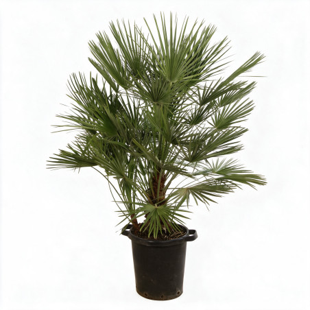 Palmier nain - Chamaerops humilis 120cm Pot 25L